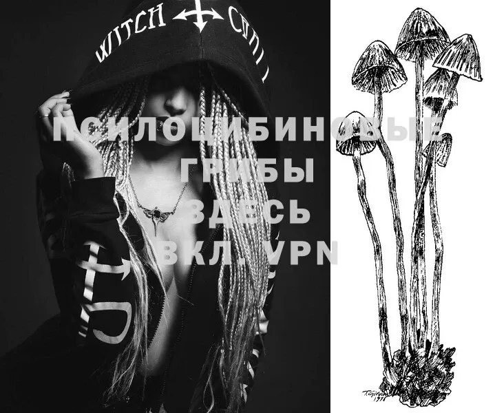 Галлюциногенные грибы Psilocybe  Галич 